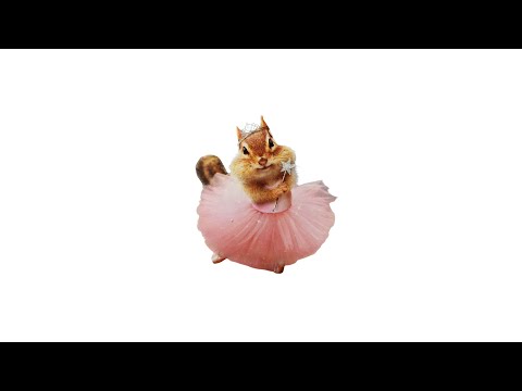 pov: you're a chipmunk in your fairy era ⸝* (silly lofi playlist)