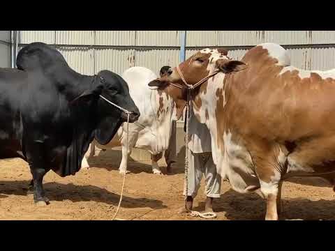 world's biggest beautiful cow