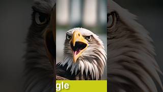 the eagle #eaglelife #birds #eaglenest #eagles #nature #wildlife #vairalvideo #viralshorts