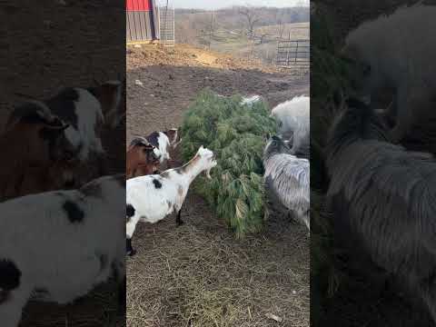 Will the goats eat our Christmas Tree?