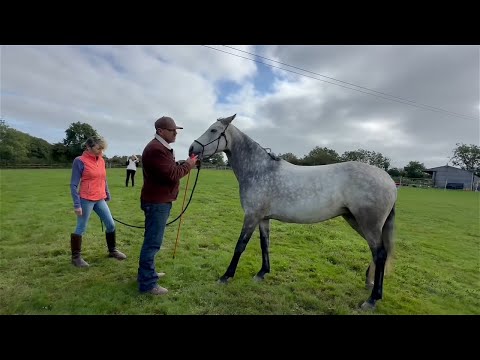 Pushy Horse Wont Load! Lets see If I Can Help!