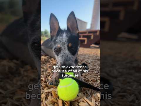 Watch Bean’s Reaction to his First 🎾