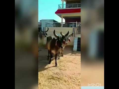 Kankrej Cow Marwad Ramsin jalore