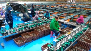 Process of Making Abalone Rice Porridge. Amazing Korean Seafood Factory