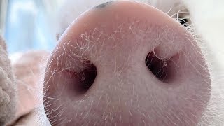 Baby Pigs - Funny And Cute Baby Pig Videos Compilation (2019)