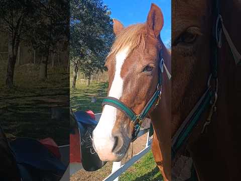 Barn days on 🔝☀️🐴 #equestrian #barnlife