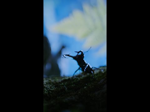 It's a stag beetle showdown—and love is the grand prize 💖 #ARealBugsLife