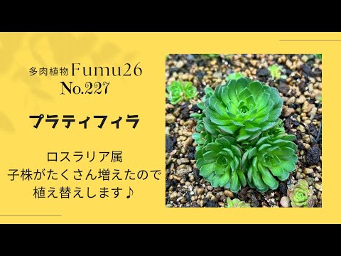 【多肉植物】プラティフィラを植え替えます✨