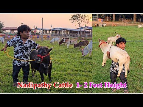 Nadipathy cattle | 1 -2 Feet Height | #youtube #animals #cow #youtubeshorts #yt #indiancattle