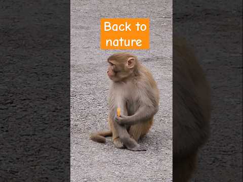 #shorts #monkey #comedy #funnymonkey #backtonature