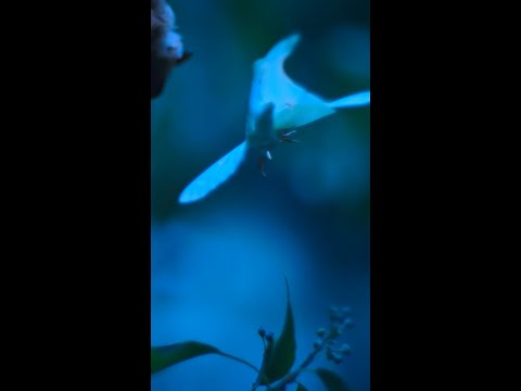 How do luna moths confound bats? #ARealBugsLife