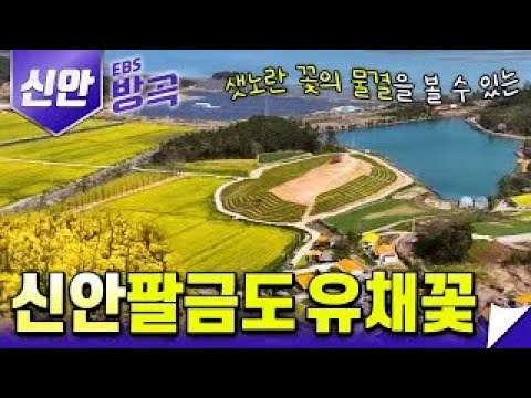 매년 4월이면 샛노란 꽃의 물결로 뒤덮이는 섬 팔금도, 신안 팔금도 유채꽃 축제