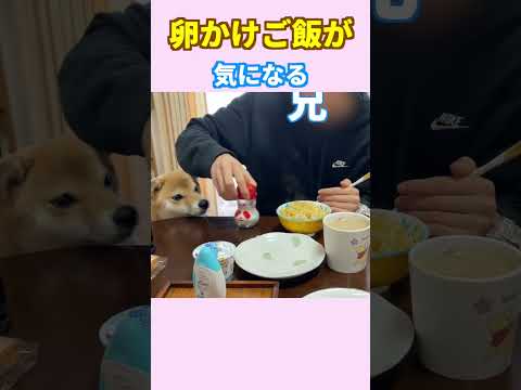 お兄ちゃんの卵かけご飯が気になる