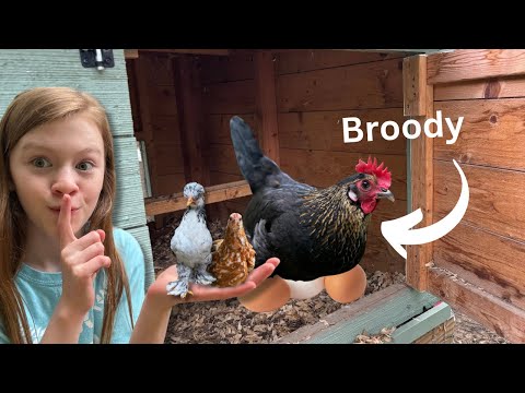 My HEN is BROODY…here’s how I tricked her