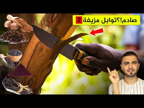 لن تتخيل كيف يتم انتاج التوابل والبهارات الحقيقية😱تزوير التوابل والبهارات!؟