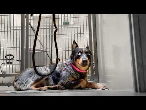 Watch the Moment Scared Cattle Dog Realizes she can Trust Me