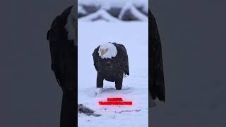 Eagle's 150-Day Struggle for a New Life 🔥#animaldocumentary #EagleLife #PowerOfNature #selfgrowth