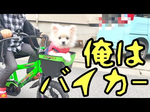 子犬が歩かないので自転車に乗せました【ぽこあぽこ】