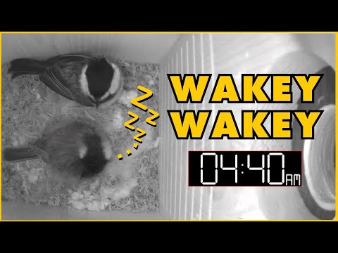 Adorable Chickadee Wants His Mate to Wake Up | Inky and Philbert Cuteness Overload