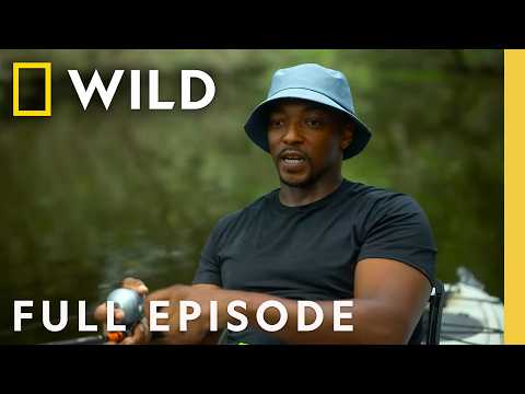 Anthony Mackie: Shark Beach | SPECIAL | Nat Geo Animals