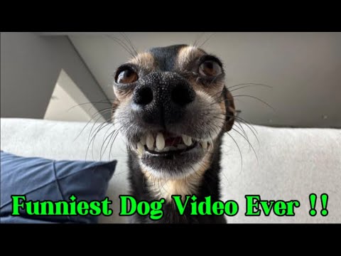 TRY NOT TO LAUGH 😂 FUNNIEST DOG COMPILATION !!