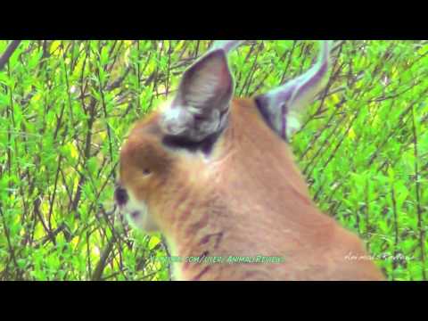 Caracal (Desert lynx), wild cat - Oregon Zoo