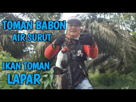 KEGANASAN IKAN TOMAN LAPAR || CASTING IKAN TOMAN KALIMANTAN