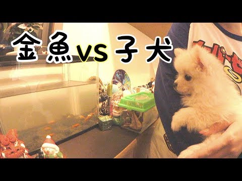 金魚を初めて見たときポメラニアンの子犬はどうする・・！？【ぽこあぽこ】