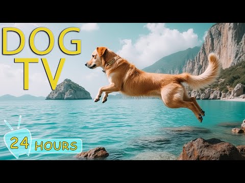 DOG TV: Video Endless Entertain for Dogs to Watch Help Anti-Anxiety & Boredom - Best Music for Dogs