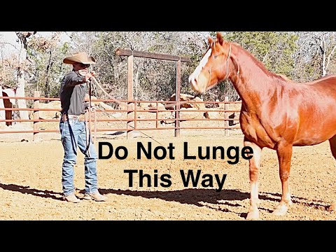 How to Lunge a Fresh Horse