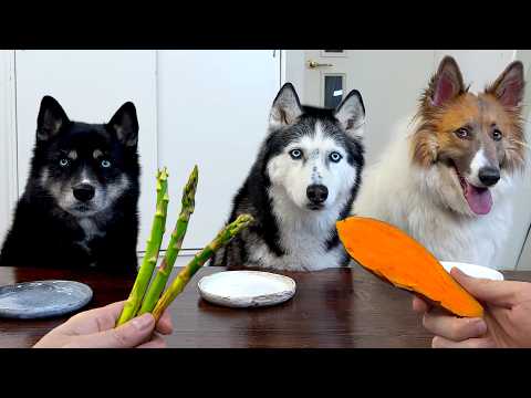 Funny reaction of dogs to vegetables and fruits  My husky eats everything