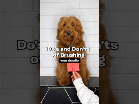 Doodle brushing 101 🐶✨ #athomegrooming #doodlegrooming #goldendoodle #doodlehaircut #doggrooming