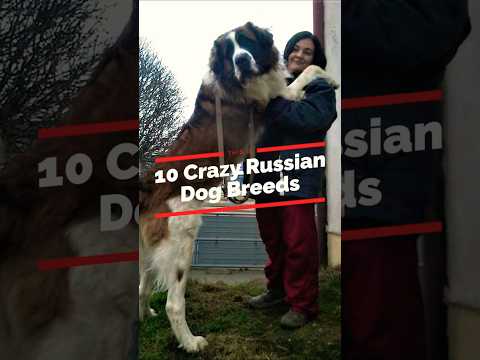 10 Crazy Russian Dog Breeds! #dog #top #russian