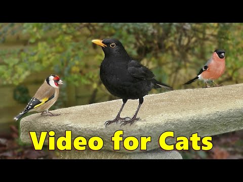 Videos for Cats ~ Garden Birds Time  ⭐ 8 HOURS ⭐