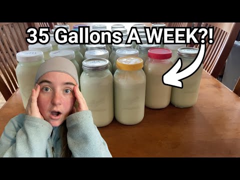 How We Use 35 Gallons of MILK in Just ONE Week?