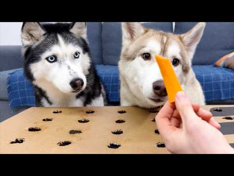 The Smartest Husky! How to Develop a Dog's Intelligence