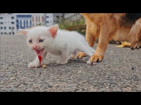 I Adopted Homeless Kittens Who Lost Their Mother After Their Home Was Destroyed