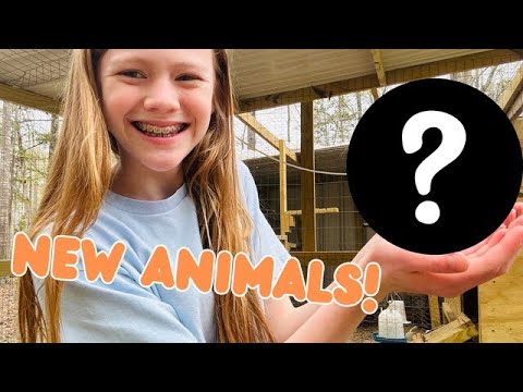 We got MORE ANIMALS!!!