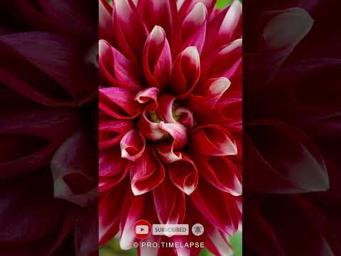 DAHLIA FLOWER BLOOMING, Time Lapse #shorts