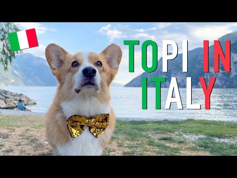 EUROPE ADVENTURE (2/3) - Topi the Corgi