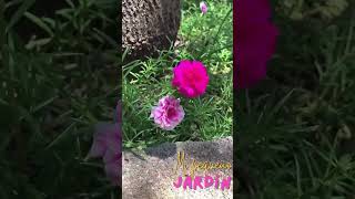 Mi pequeño jardín 🪴 #jardin #plantas #vlogfamilia #hogar #viralvideo #fyp