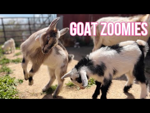 Adorable Baby Goats Running and Jumping!