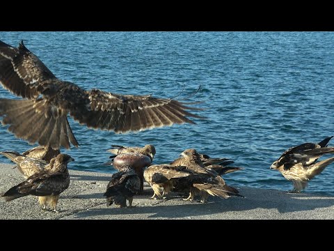 スズメのように群がるトビ