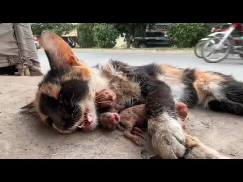 Feral Mother Cat Exhausted While Protecting Her Newborn Kittens