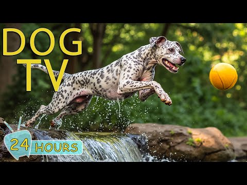 DOG TV: Videos to Prevent Anxiety & Keep Dogs Entertain While Home Alone - Happy Music for Dogs