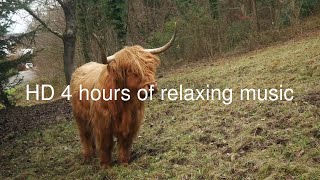 HD 4 Hours of a highland cow in a field with relaxing music playing