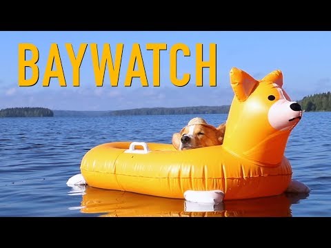 BEACH RESCUE - Topi the Corgi