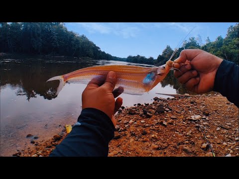 MANCING IKAN BAUNG MALAH DAPAT IKAN LAIS SUNGAI #013