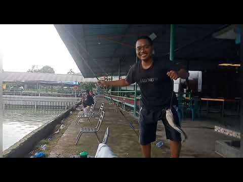 kolam pancing GJM sidoarjo #fishing #mancingmaniamantap #mancingkolam #mancingnila