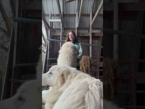 Pov, there are always at least two polar bears on top of you